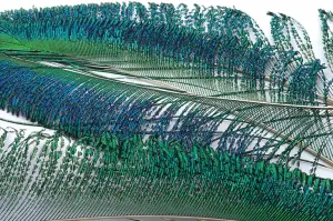 Veniards Peacock Sword Tails